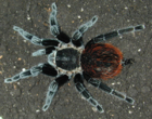 Bracypelma vagans 5000 тг самцы