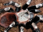 Nhandu chromatus 6 000 тг самка